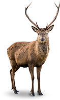 category